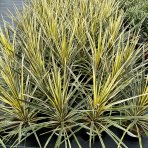 Kordylína austrálska (Cordyline australis) ´TORBAY DAZZLER´ - výška 60-80 cm, kont. C3L (-12°C)